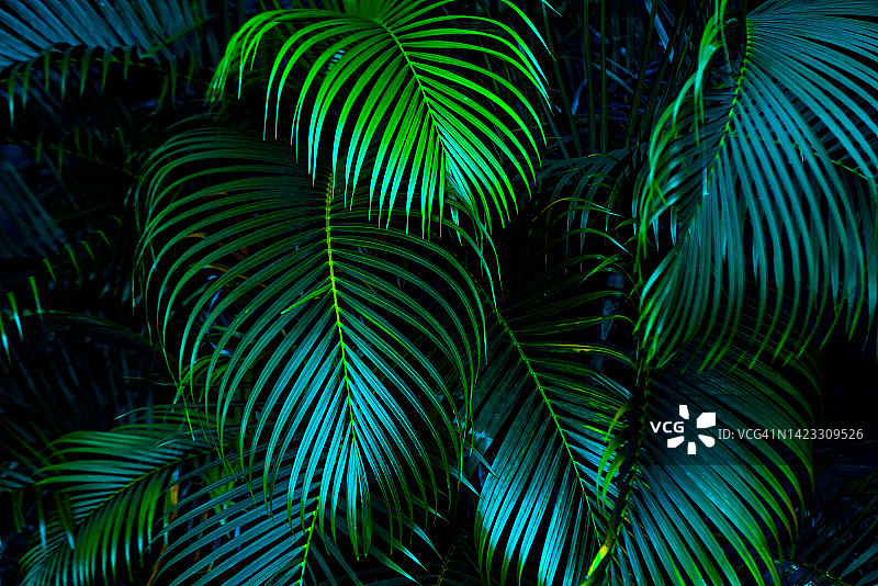 热带森林中的棕榈叶自然背景图片素材