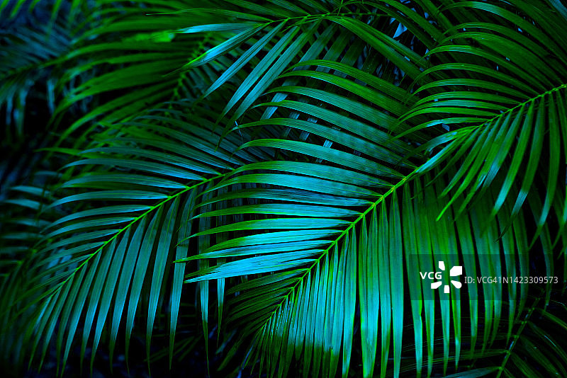 热带森林中的棕榈叶自然背景图片素材
