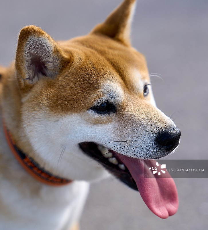 日本柴犬图片素材