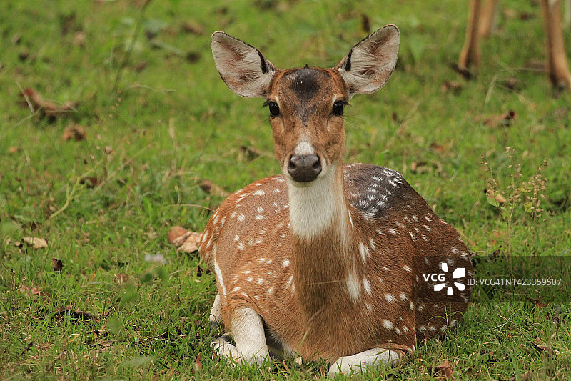 梅花鹿图片素材