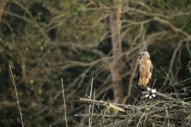 凤头海雕图片素材