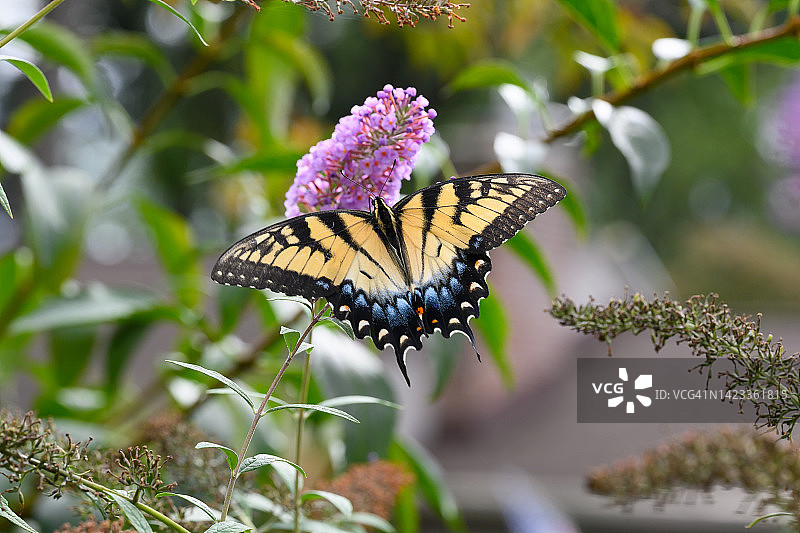 东方虎凤蝶图片素材