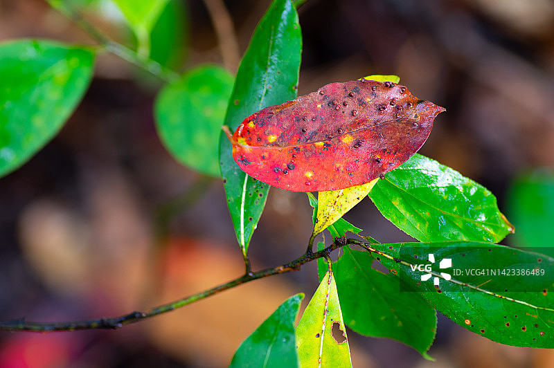 秋天来了图片素材