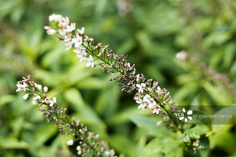 夏季末期干燥的鹅颈植物贴片图片素材