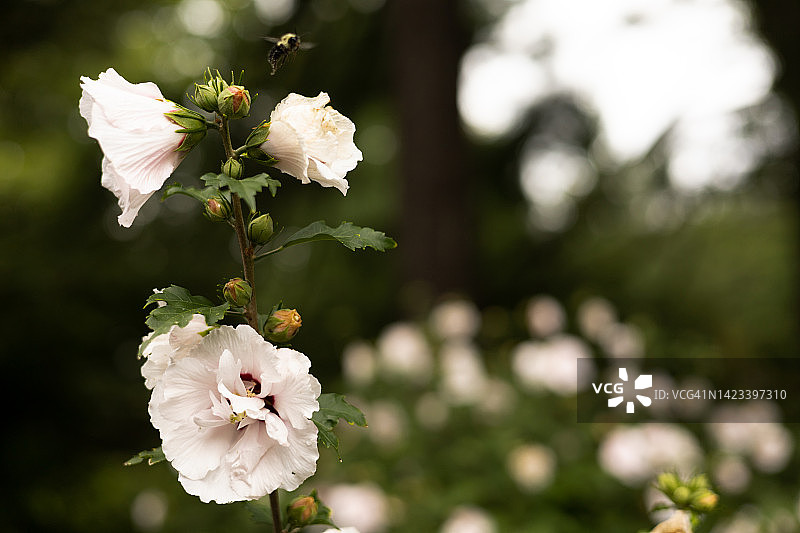淡粉色木槿花图片素材