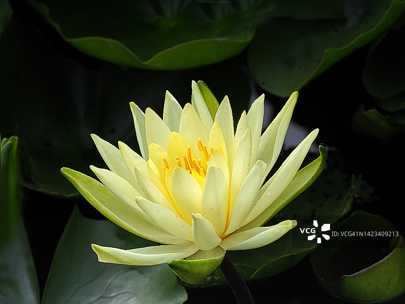 黄色睡莲特写图片素材