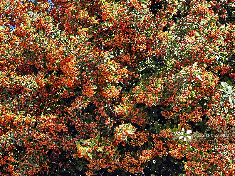 猩红色火棘图片素材