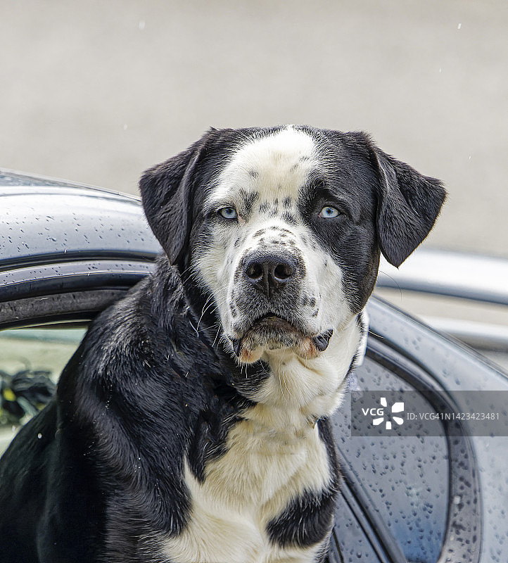 雨天小狗004图片素材