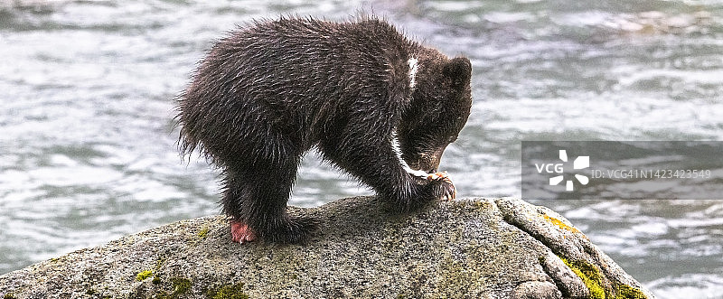 湿润的灰熊幼崽在河石上吃鲑鱼图片素材