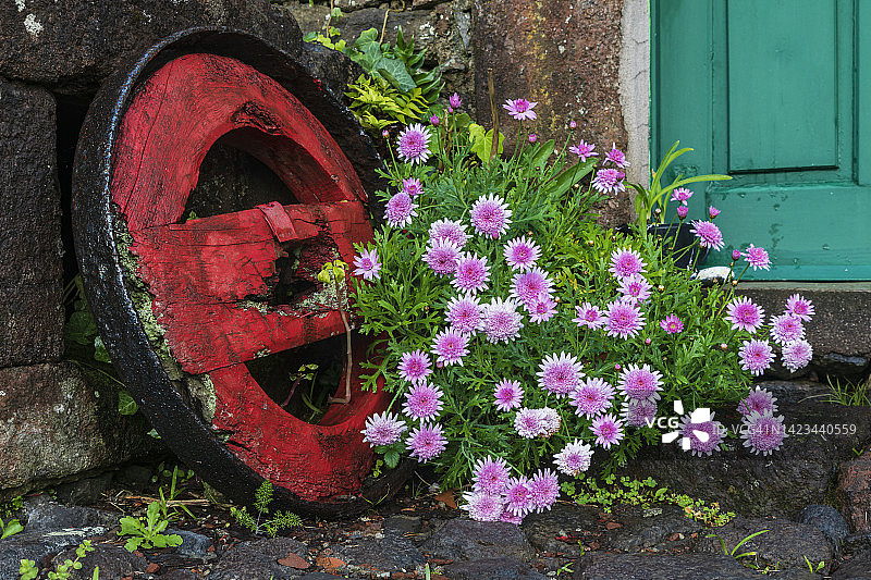 旧马车轮和玛格丽特雏菊图片素材