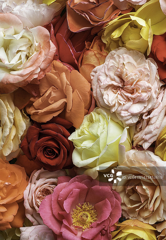 盛开的各色玫瑰特写图片素材