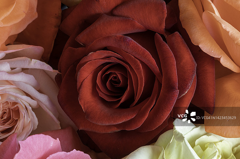 盛开的红色大玫瑰及其他粉色、橙色、红色、黄色玫瑰俯视特写图片素材