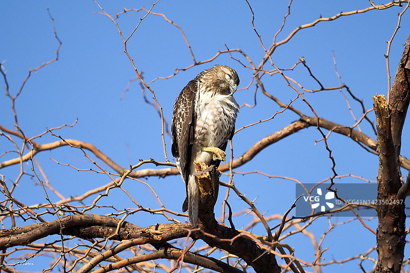 拨动琴弦图片素材