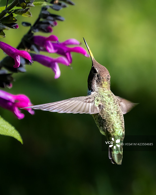 安娜的蜂鸟图片素材