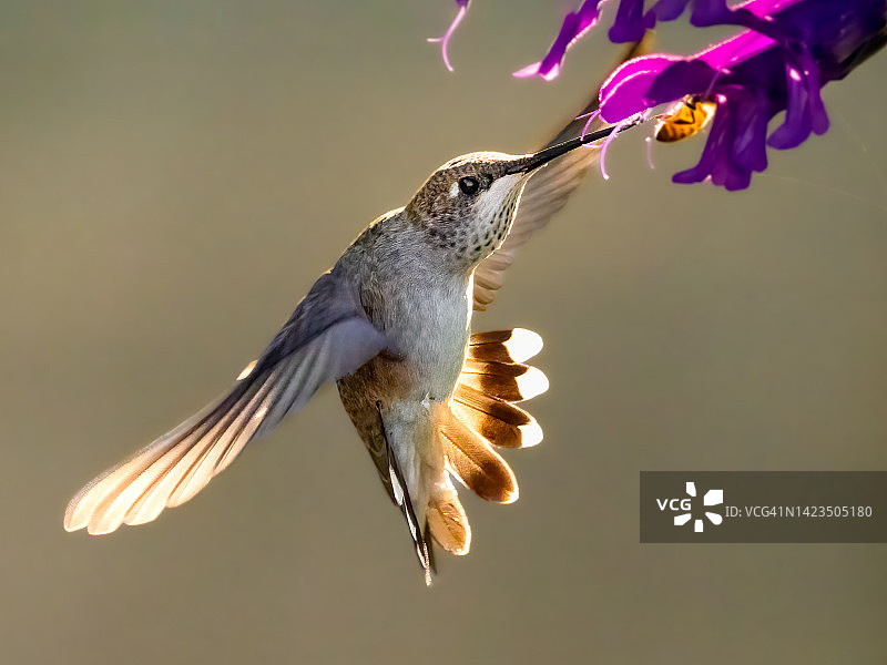 棕煌蜂鸟图片素材