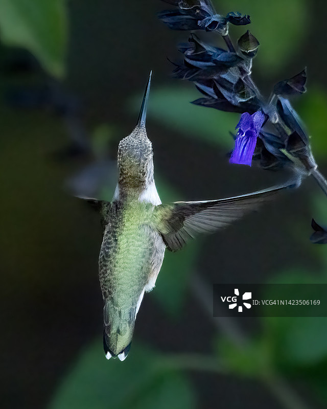 黑颏蜂鸟图片素材