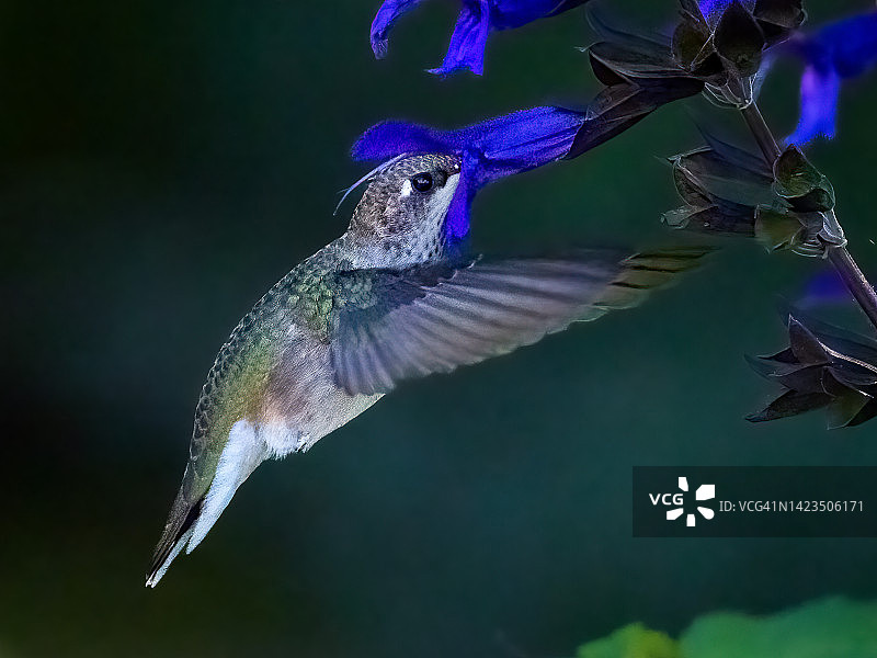 黑颏蜂鸟图片素材