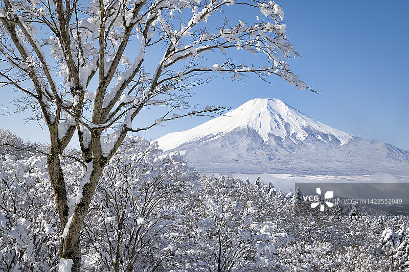 大雪过后，雾气笼罩下的富士山雪景森林图片素材