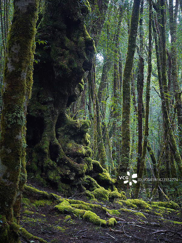 摇篮山公园阴暗的天空，突显了塔斯马尼亚这一地区的偏远和崎岖环境。树木上长满了地衣和苔藓，国王比利小径图片素材
