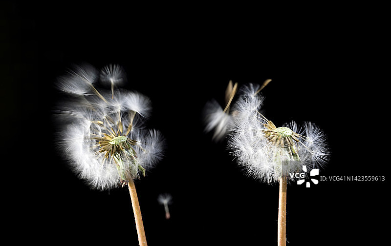 风中飘扬的蒲公英种子图片素材