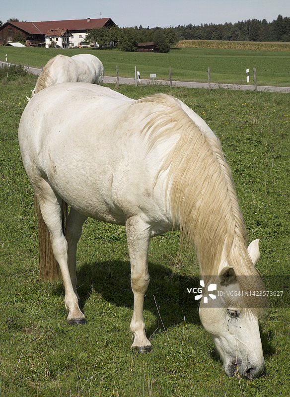 白马进食图片素材