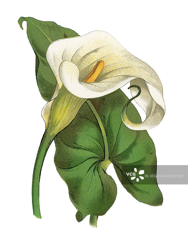 马蹄莲古旧彩色石印植物学插图图片素材