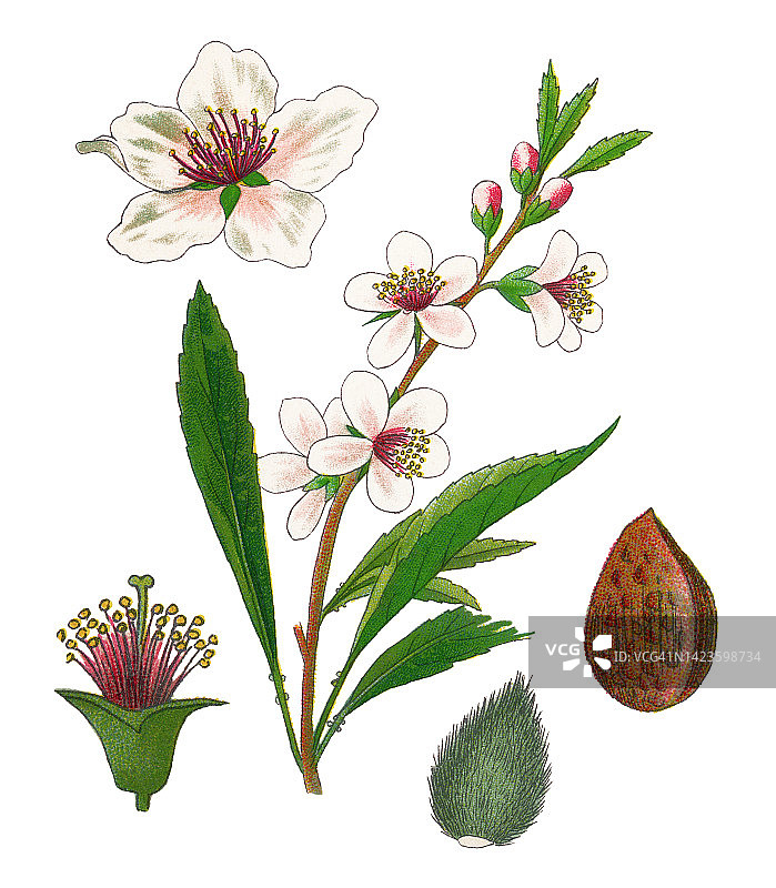 老式彩色石印植物插图：杏仁图片素材
