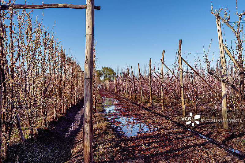 果树开花农业图片素材