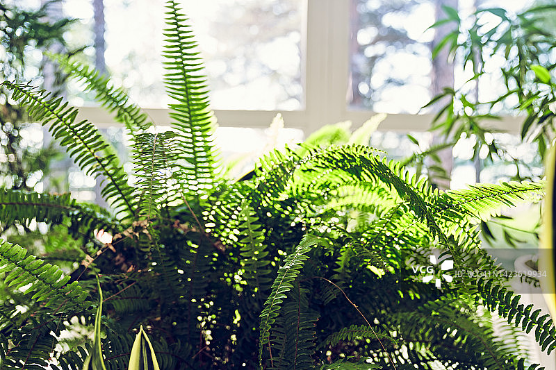 室内热带植物背景：盆栽花卉图片素材