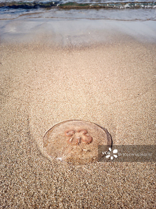 被冲上海滩的水母图片素材