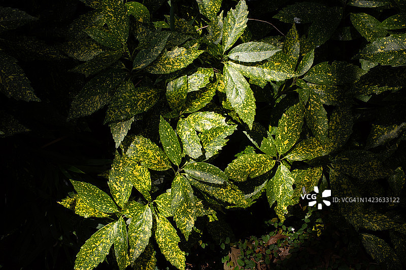 日本青木图片素材