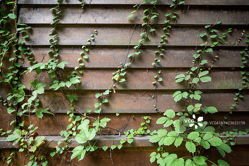 木墙上的蔓生植物图片素材