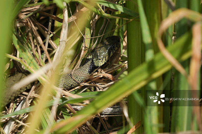 草蛇在池塘的芦苇丛中寻找食物图片素材