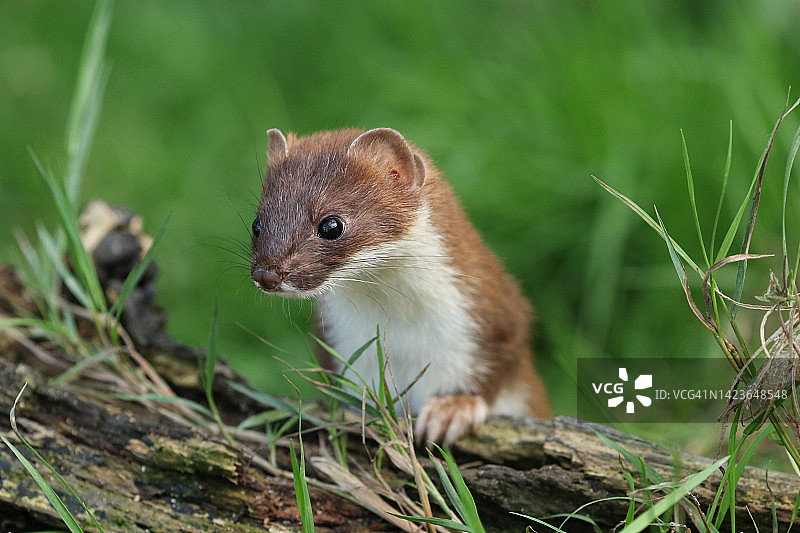 一只白鼬，Mustela Erminea，在英国野生动物中心的一堆木头中寻找食物。图片素材