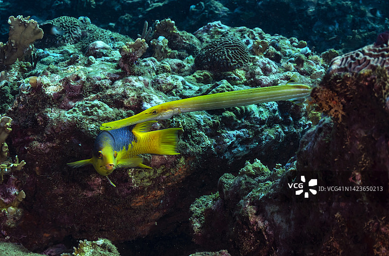 喇叭鱼的伪装图片素材