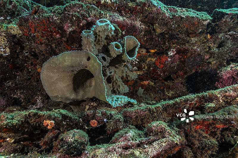 分枝花瓶海绵图片素材