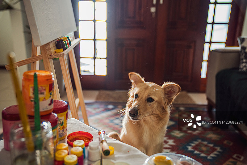 狗狗坐在客厅里，面对空白的艺术画布图片素材
