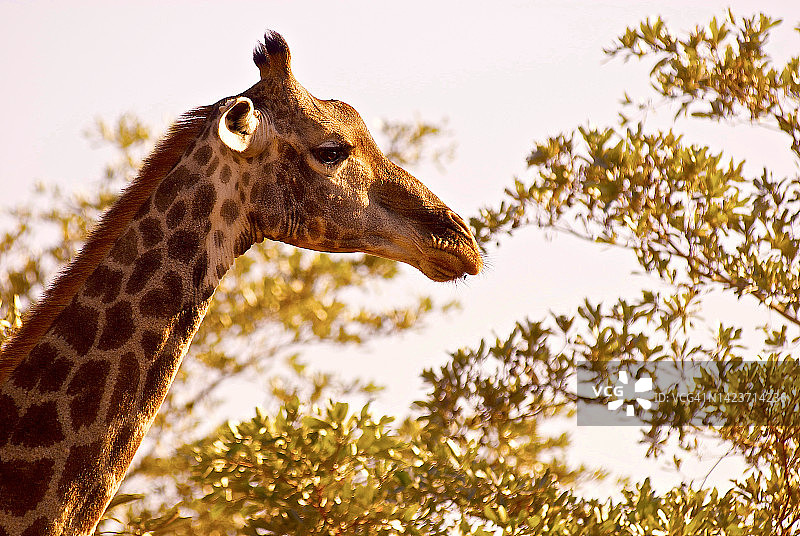 南非长颈鹿侧面照图片素材