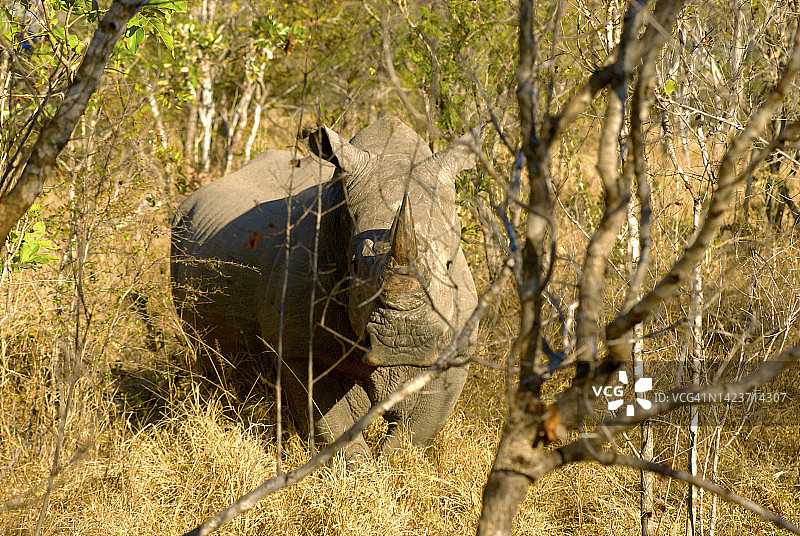 南方白犀牛图片素材