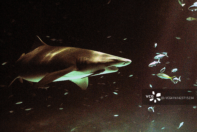 夜间柠檬鲨图片素材