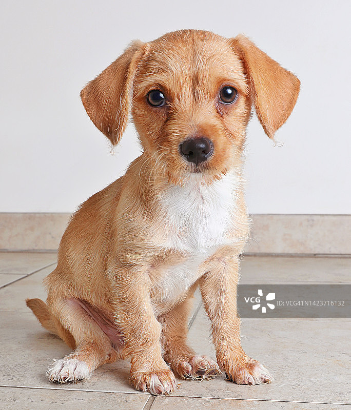 等待领养的混种小狗图片素材