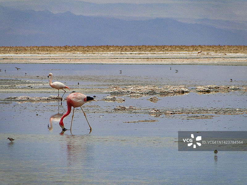 阿塔卡马沙漠的野生动物图片素材
