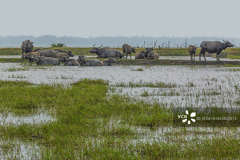 越南富旺岛上的水牛群图片素材