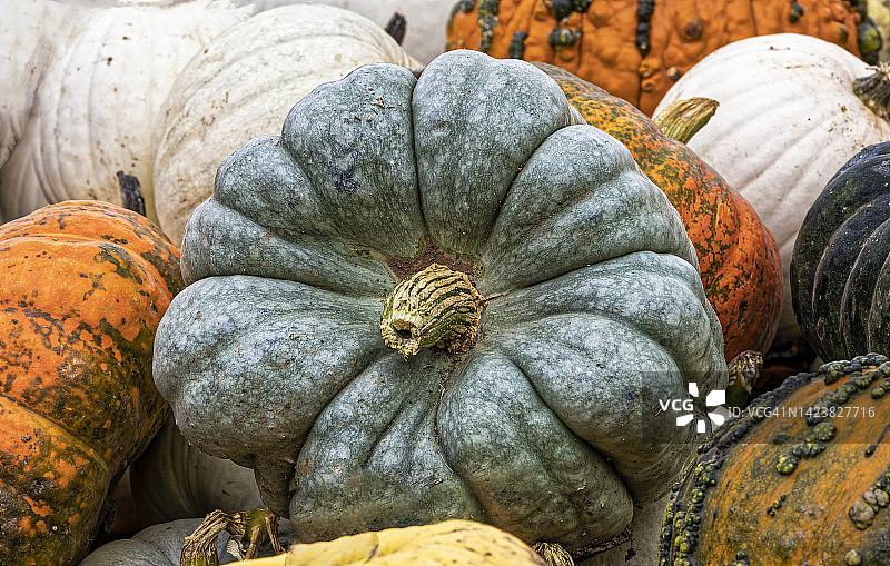 一堆特色南瓜图片素材