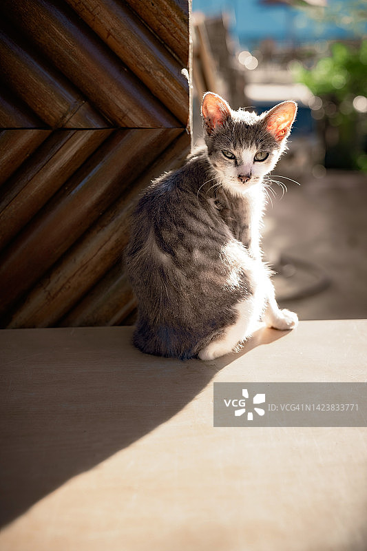 在山上家中享受日光浴等待主人的可爱小猫图片素材