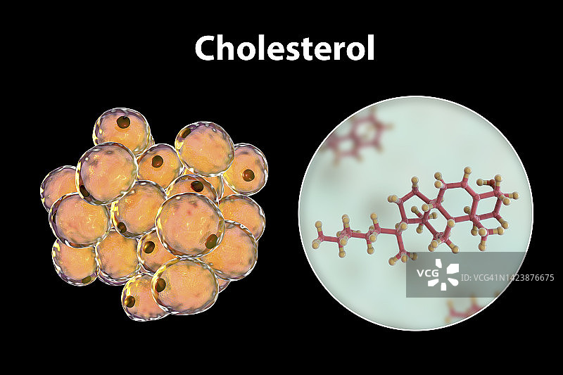 脂肪细胞和胆固醇分子插图图片素材