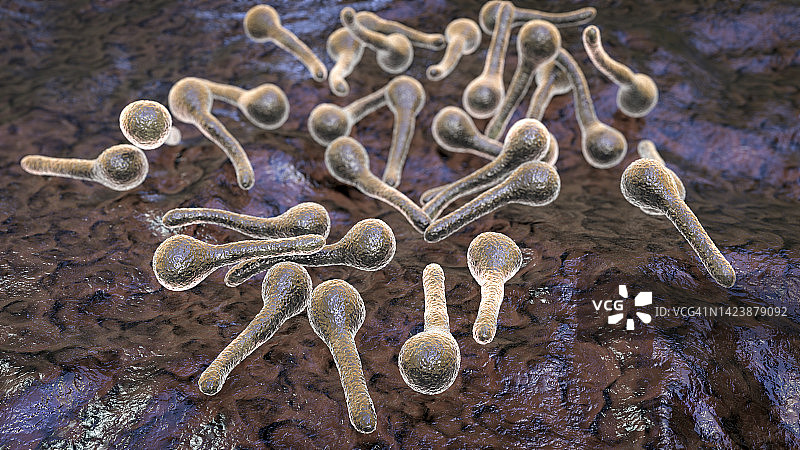 破伤风杆菌示意图图片素材