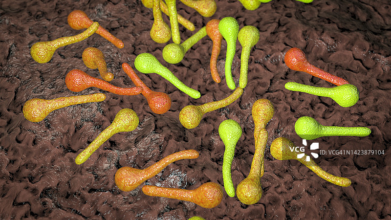 破伤风杆菌示意图图片素材