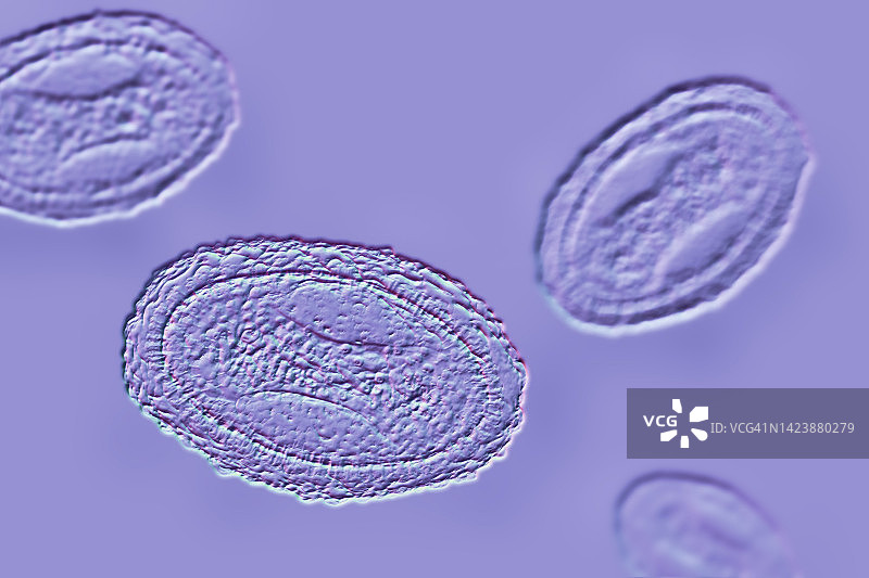 传染性软疣病毒图示图片素材