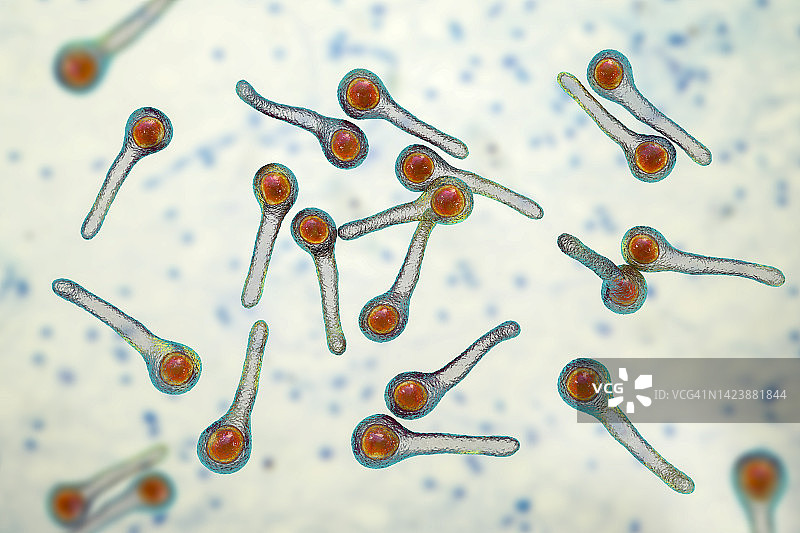 破伤风杆菌示意图图片素材
